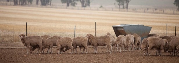 On-Farm Drought Infrastructure Grants