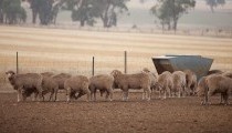 On-Farm Drought Infrastructure Grants