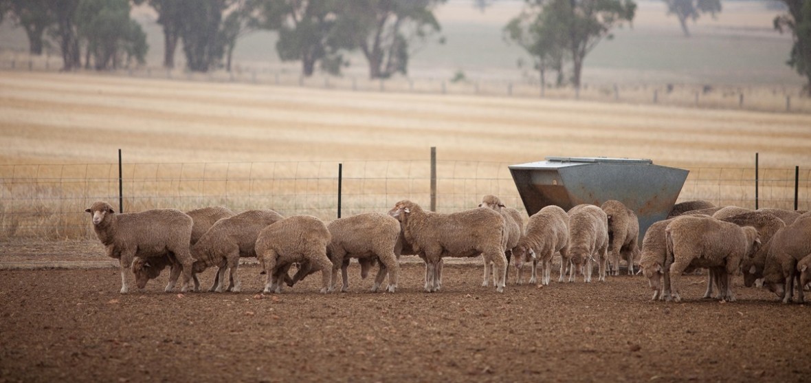 On-Farm Drought Infrastructure Grants